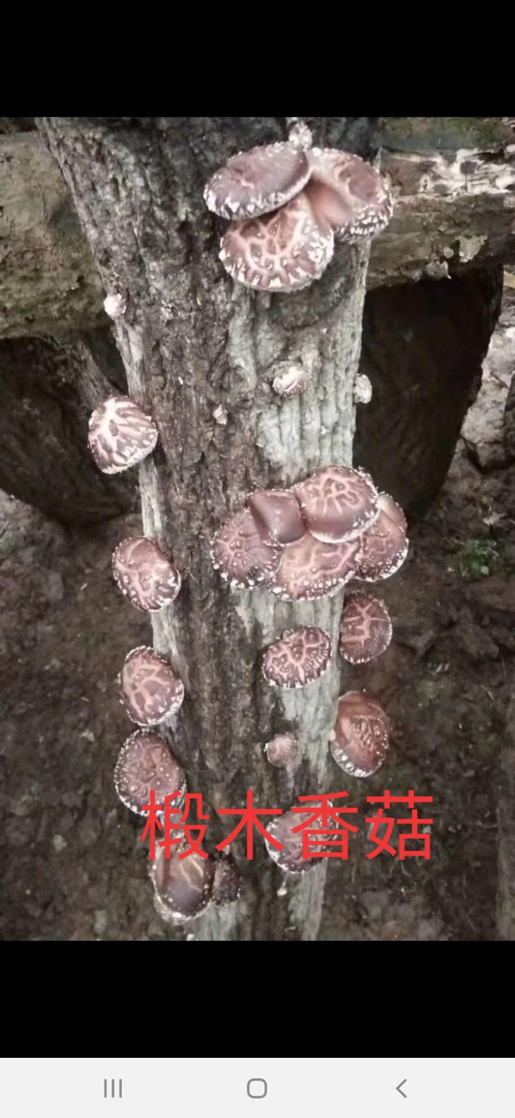 武汉香菇菌种  香菇袋料，椴木栽培种，常年供应，试管，原种均有销