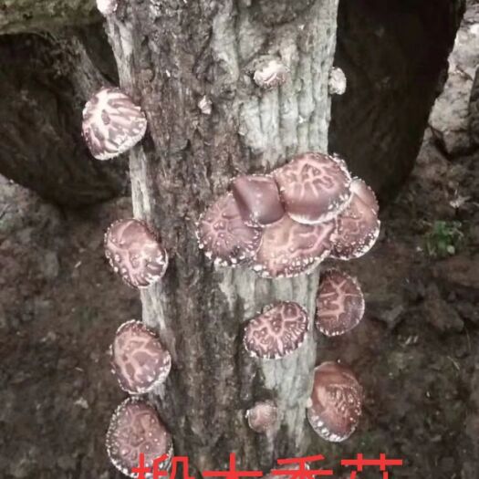 武汉香菇菌种  香菇袋料，椴木栽培种，常年供应，试管，原种均有销