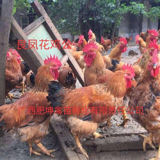 南宁良凤花鸡苗