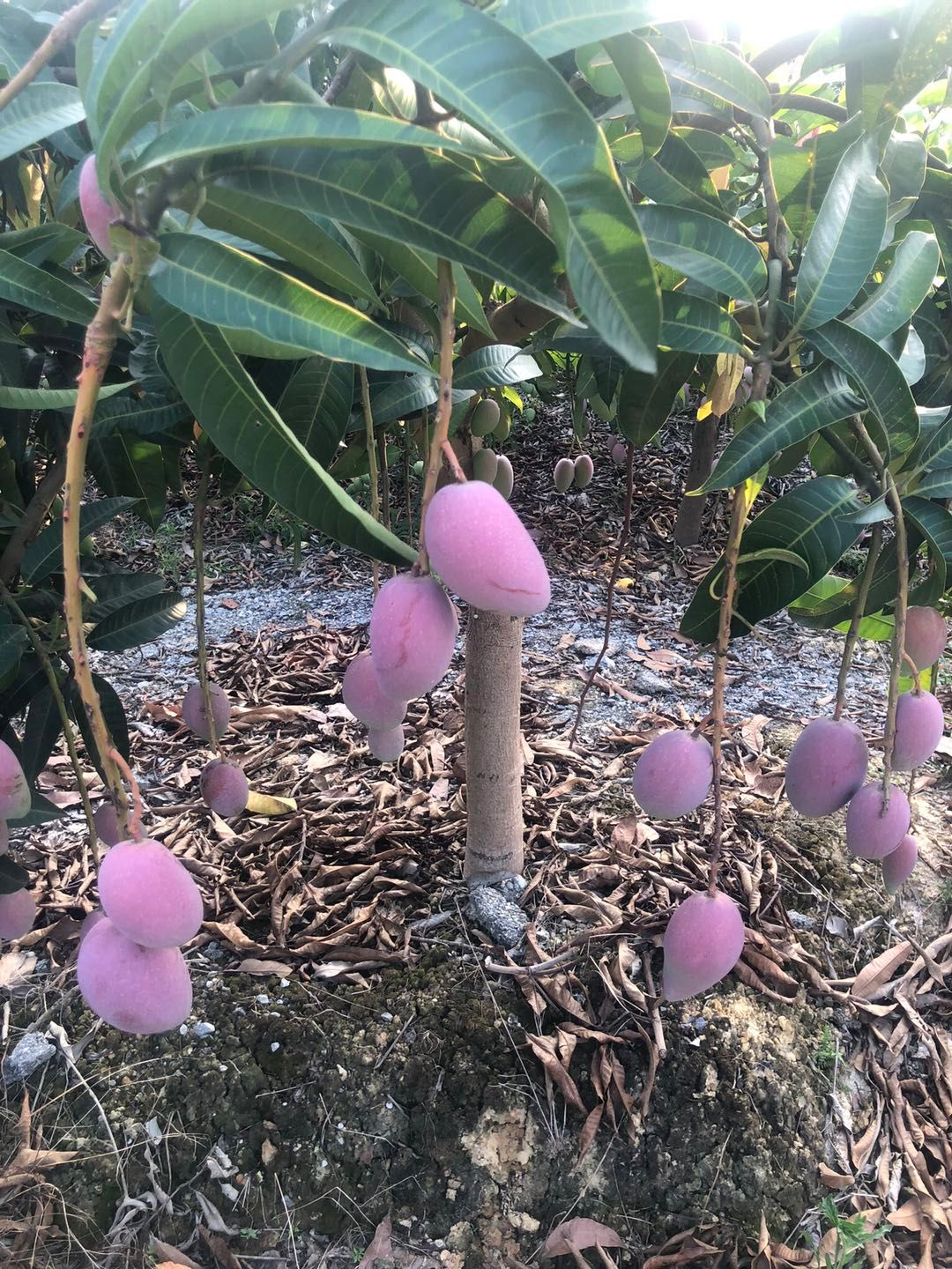 【包邮坏损包售后】贵妃芒果产地直发 汁多核薄，新鲜现摘
