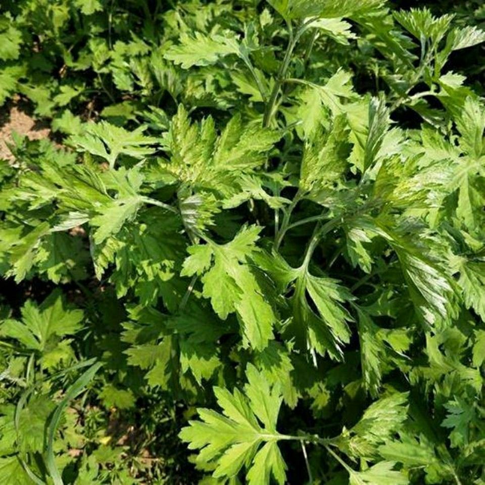  艾草种子四季种植食用艾种籽香艾草驱蚊虫易种易活香草植物。