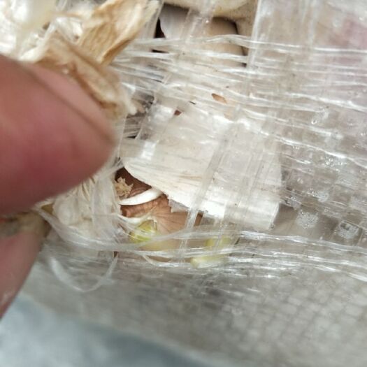 庆元县金乡大蒜 大家买蒜的一定小心了。李鑫磊是个骗子。