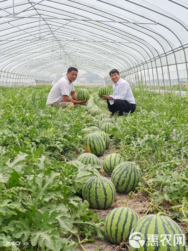 麒麟西瓜 6斤打底 9成熟 1茬