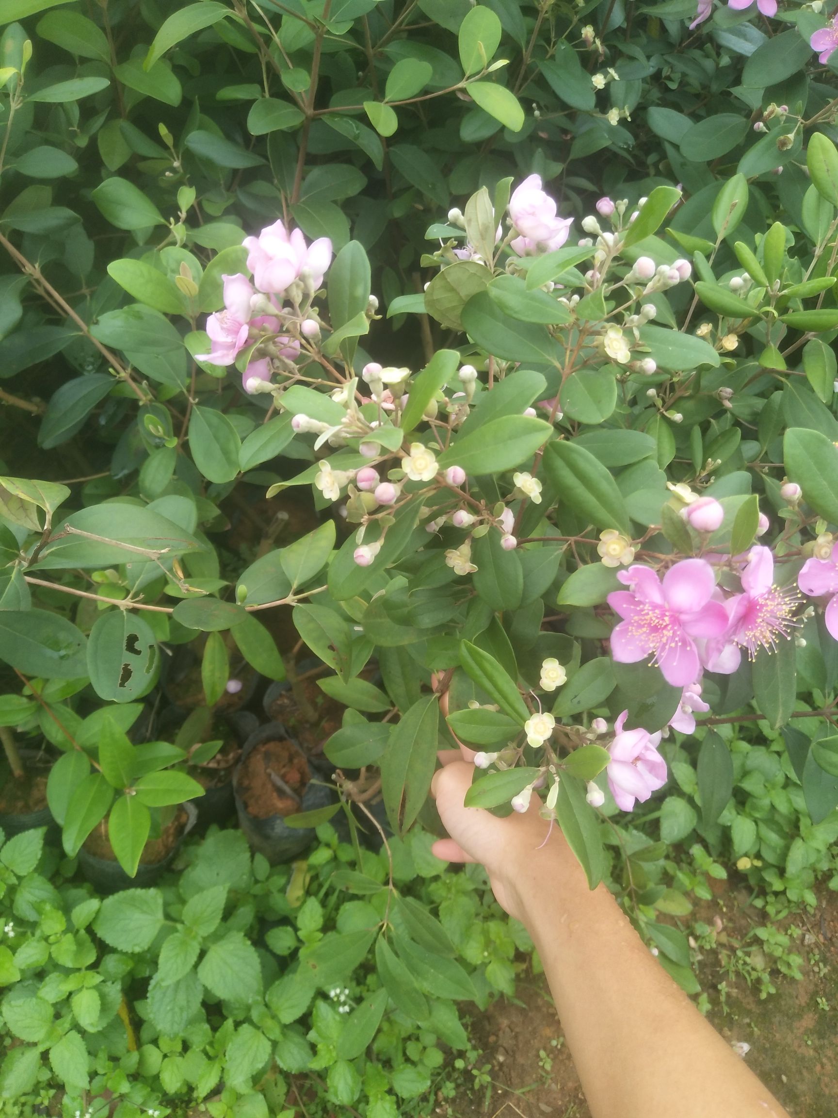 桃金娘苗  桃金娘杯苗