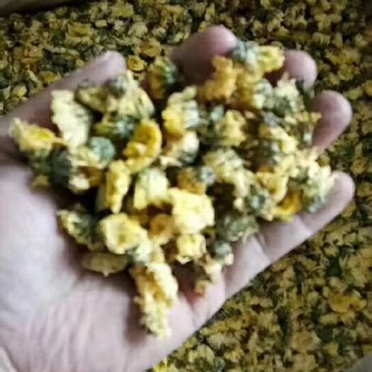 平定县菊花苗金丝黄菊、北京菊、杭白菊