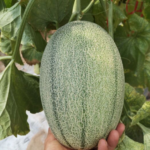 乐东县西州蜜25号  精品蜜瓜，只做好瓜