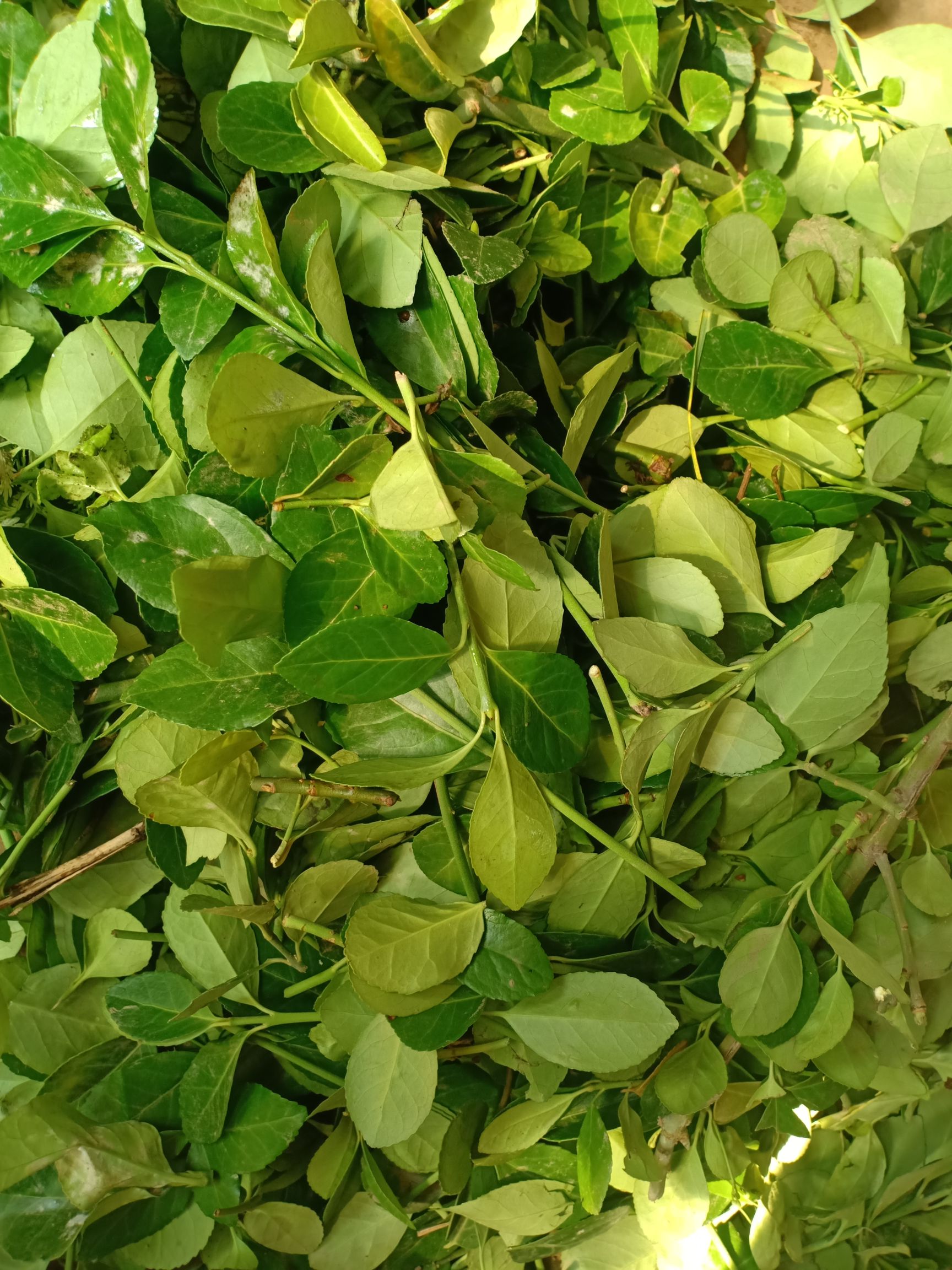 大叶冬青  卫矛枝叶子冬青叶子枝叶现货速发50斤起售