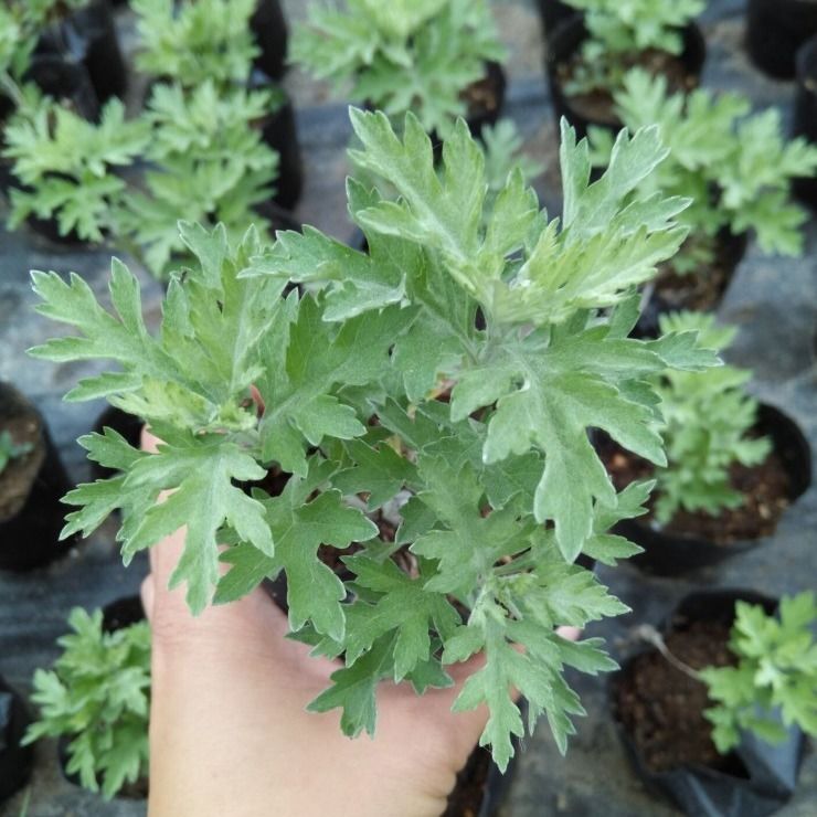  艾草种子四季种植食用艾种籽香艾草驱蚊虫易种易活香草植物。