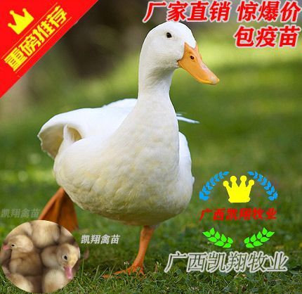 南宁桂柳白鸭苗 樱桃谷 北京白鸭苗 孵场直销包疫苗 45天出栏