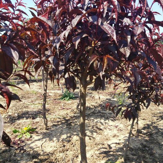 太康县红叶碧桃  分支点一米二到一米五，地径三公分以上，一年冒