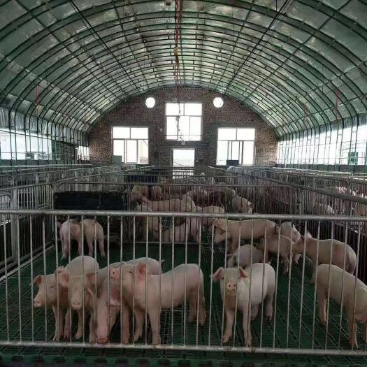 天津 专业搭建：新型包朔椭圆管温室养殖大棚