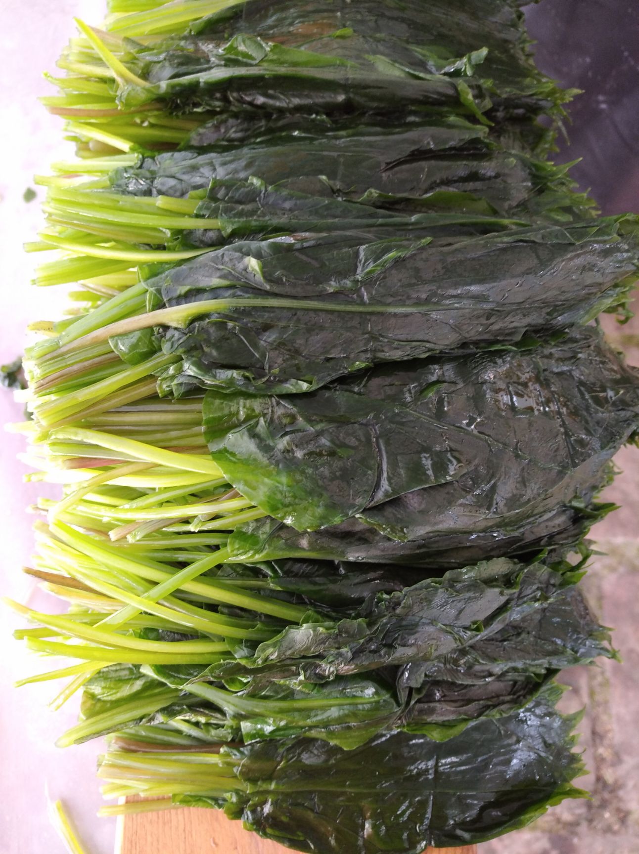 芦山县茖葱 海拨3000米的野菜，鹿耳韭，寒葱，鹿耳葱，出口韩国的野菜