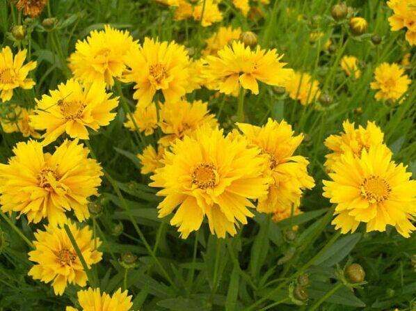  【金鸡菊种子】四季易播 速生 多年生大花 金钱菊种子 景观花