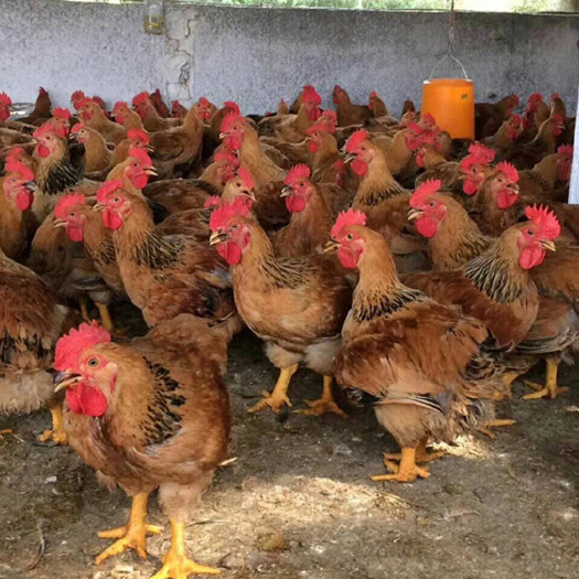南宁k9肉鸡苗882 统货