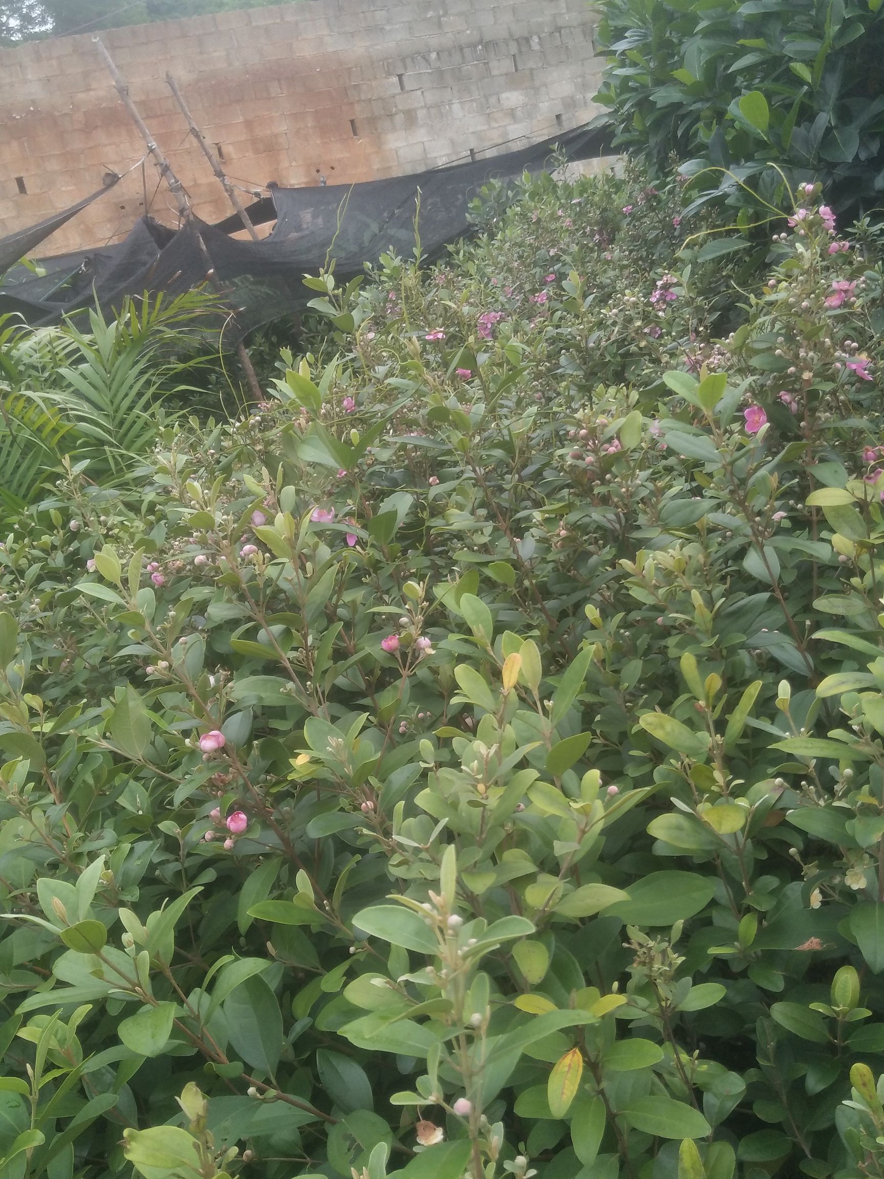 桃金娘苗  桃金娘杯苗