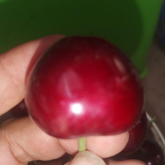 萨米脱， 美早，现摘现发，口感超甜，硬度好，适合运输