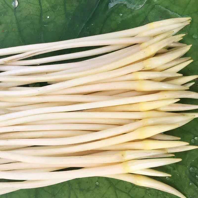 藕带 洪湖新鲜笔沾货源稳定