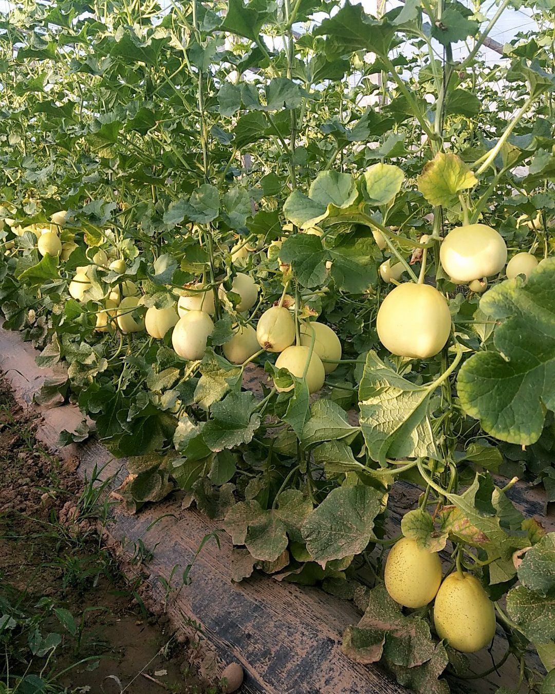 星甜20甜瓜 现货供应