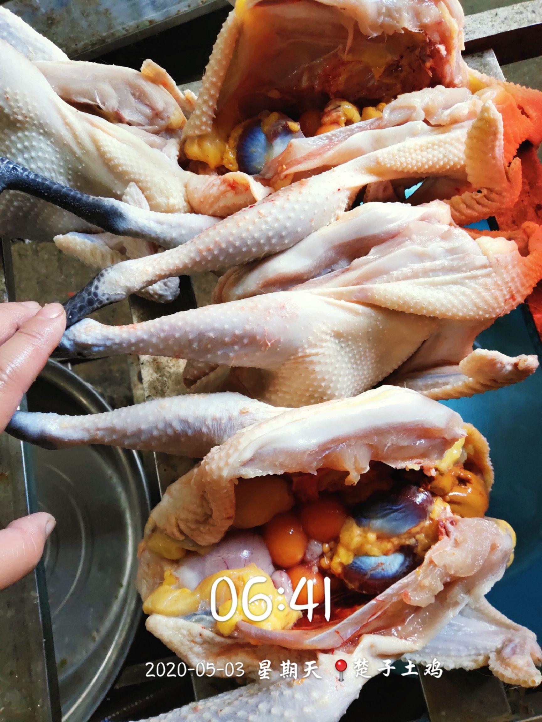 土鸡  长期批发杂粮散养老母鸡