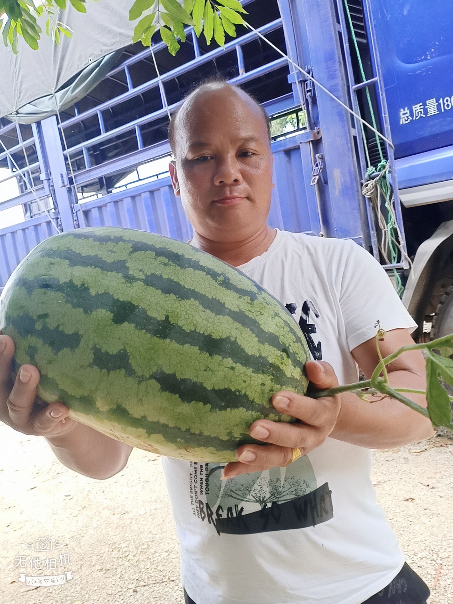  广西龙州县甜王西瓜5号大量上市，欢迎各经销商前来洽谈采购