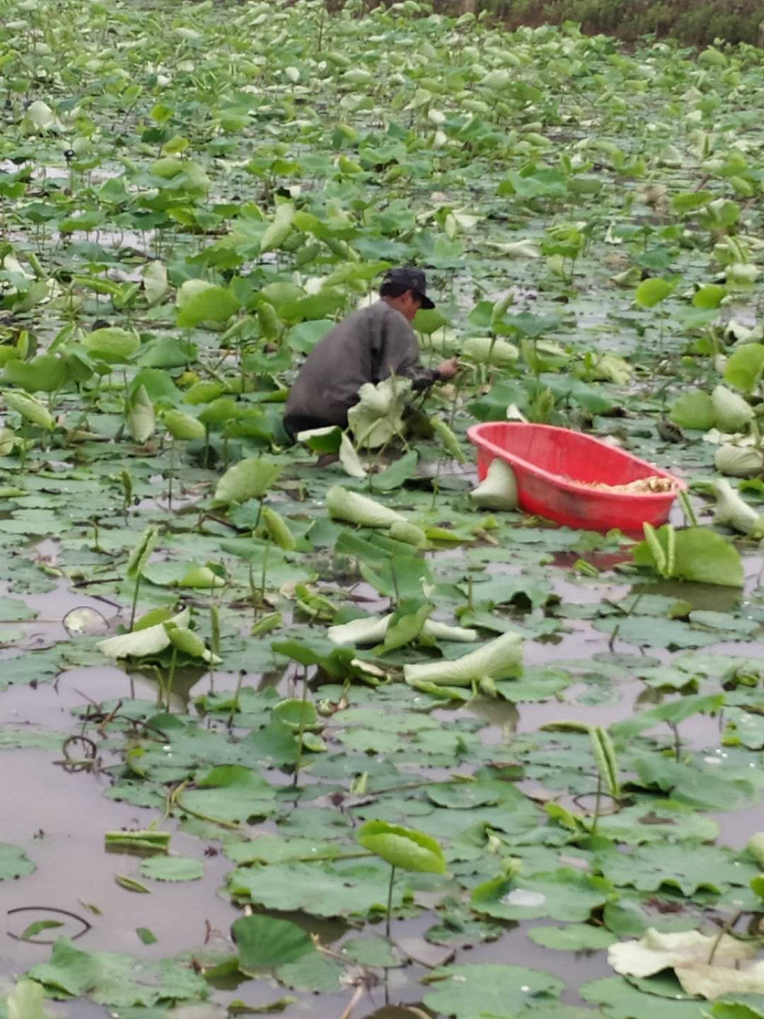 藕带 洪湖新鲜笔沾货源稳定