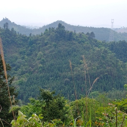 桂林宅基地 笔架山为案。当代出贵。富贵双全的好地