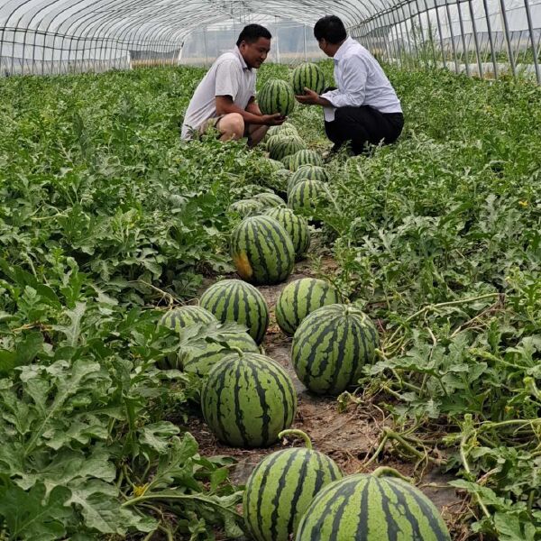 麒麟西瓜 6斤打底 9成熟 1茬