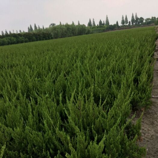青州市小龙柏