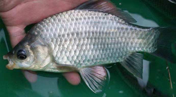 池塘鲫鱼  成品垂钓鲫鱼 皮毛好 养殖场直供