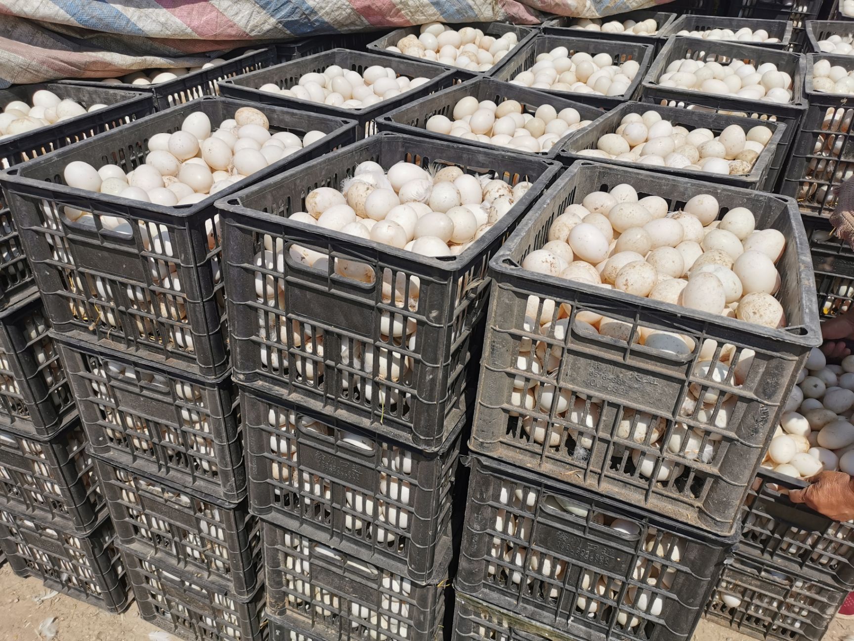 白皮鸭蛋，青皮鸭蛋，双黄蛋，常年供应！