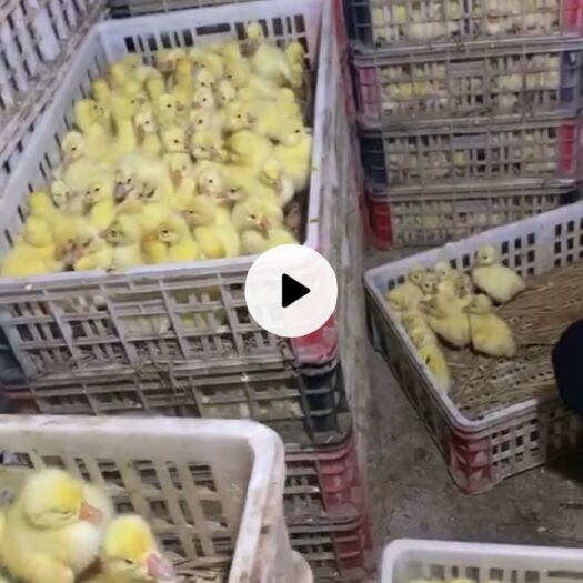 凯里市大白鹅苗 四川白鹅，品种纯，长势快，全国包邮