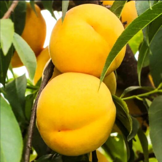 修水县 黄金蜜桃黄桃