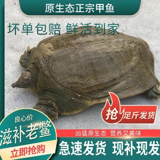 惠东县 吃甲鱼就得吃   精品老甲鱼！9年以上精品老甲鱼，包老包赔