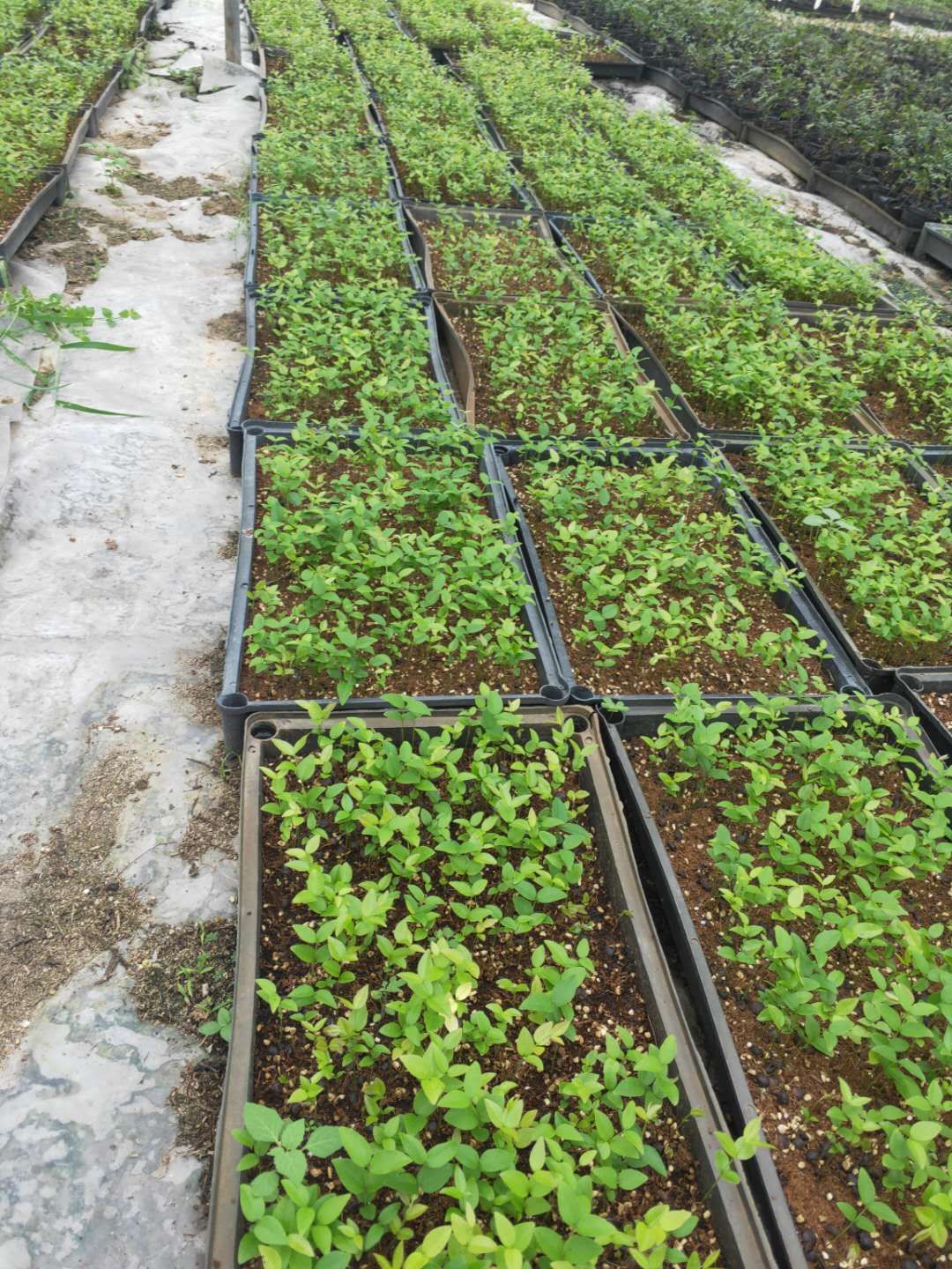嘉宝果苗  沙巴嘉宝果播种苗 树葡萄筛盆苗 新苗上市 量大从优