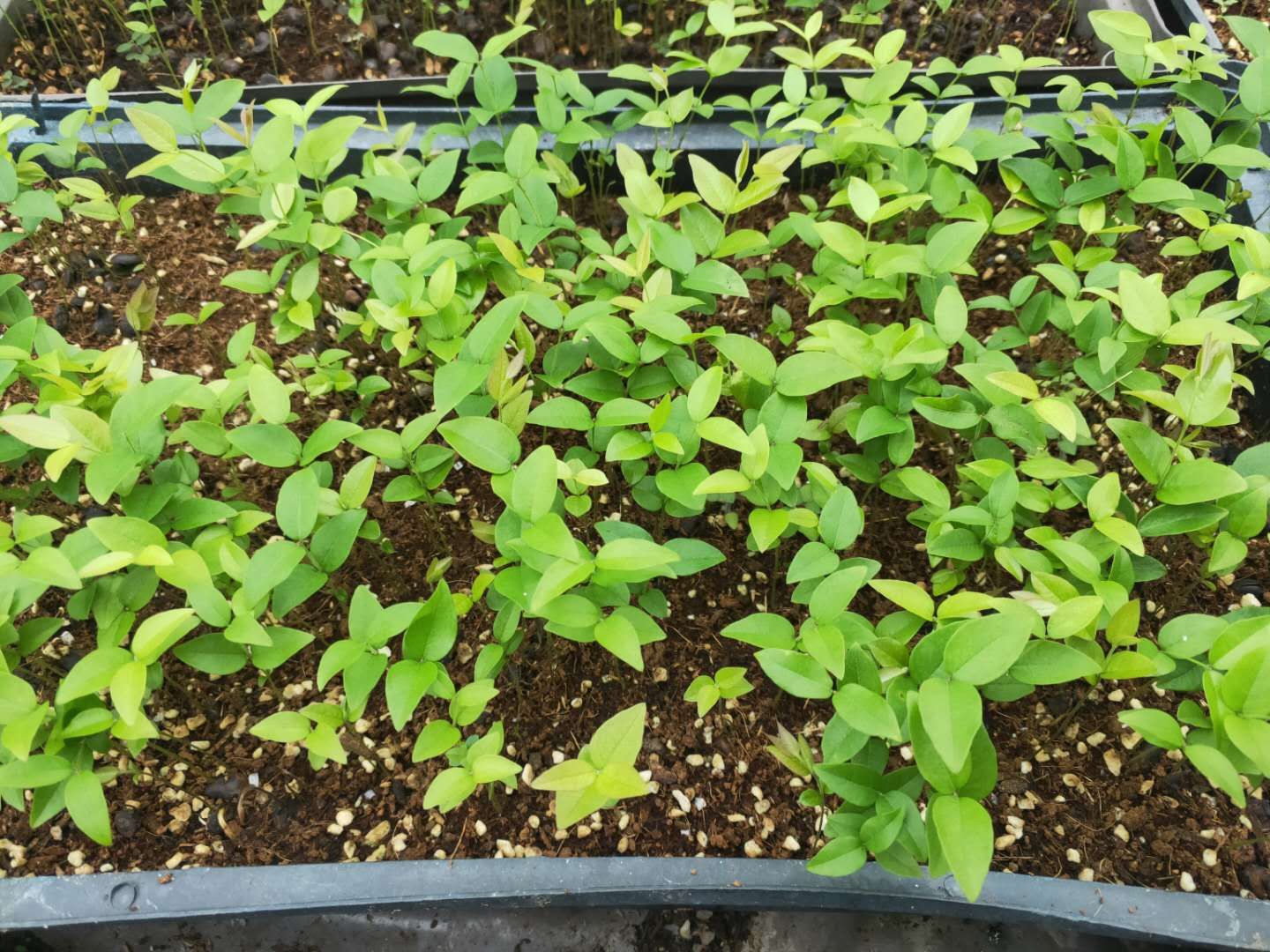 嘉宝果苗  沙巴嘉宝果播种苗 树葡萄筛盆苗 新苗上市 量大从优