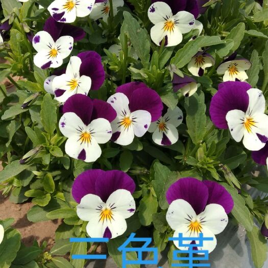 喀喇沁旗三色堇 基地直销，品质保证，信誉第一，四季供货价格美丽。