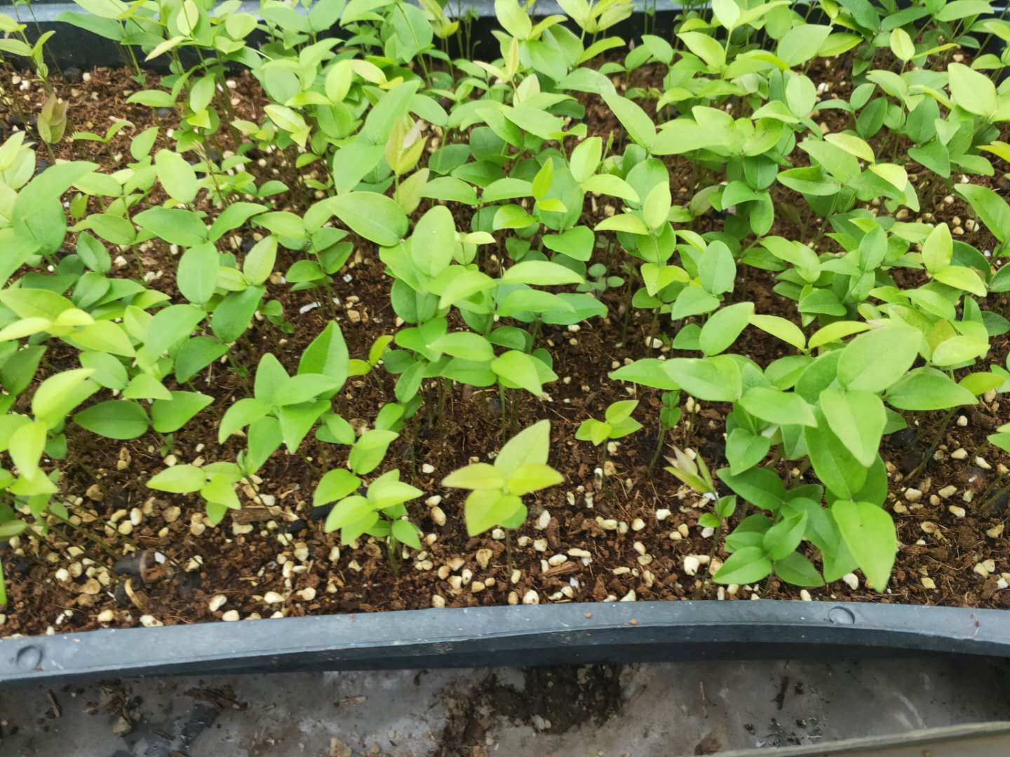 嘉宝果苗  沙巴嘉宝果播种苗 树葡萄筛盆苗 新苗上市 量大从优