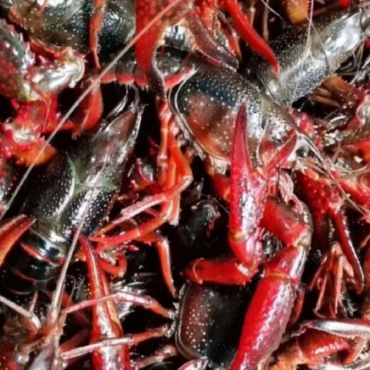 潜江市 潜江小龙虾小红2-4中4-6大6-9钱高品质硬规格直供酒店