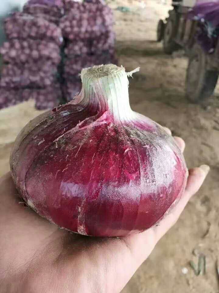 精品洋葱