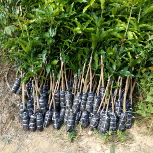 灵山县金煌芒果苗  正宗的芒果苗，桂七 金皇 台农 澳芒贵妃带杯带土发货。