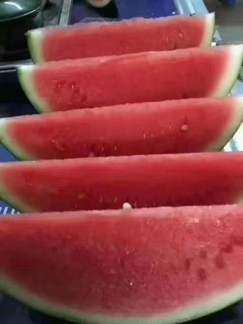 美都西瓜  美都露天有子