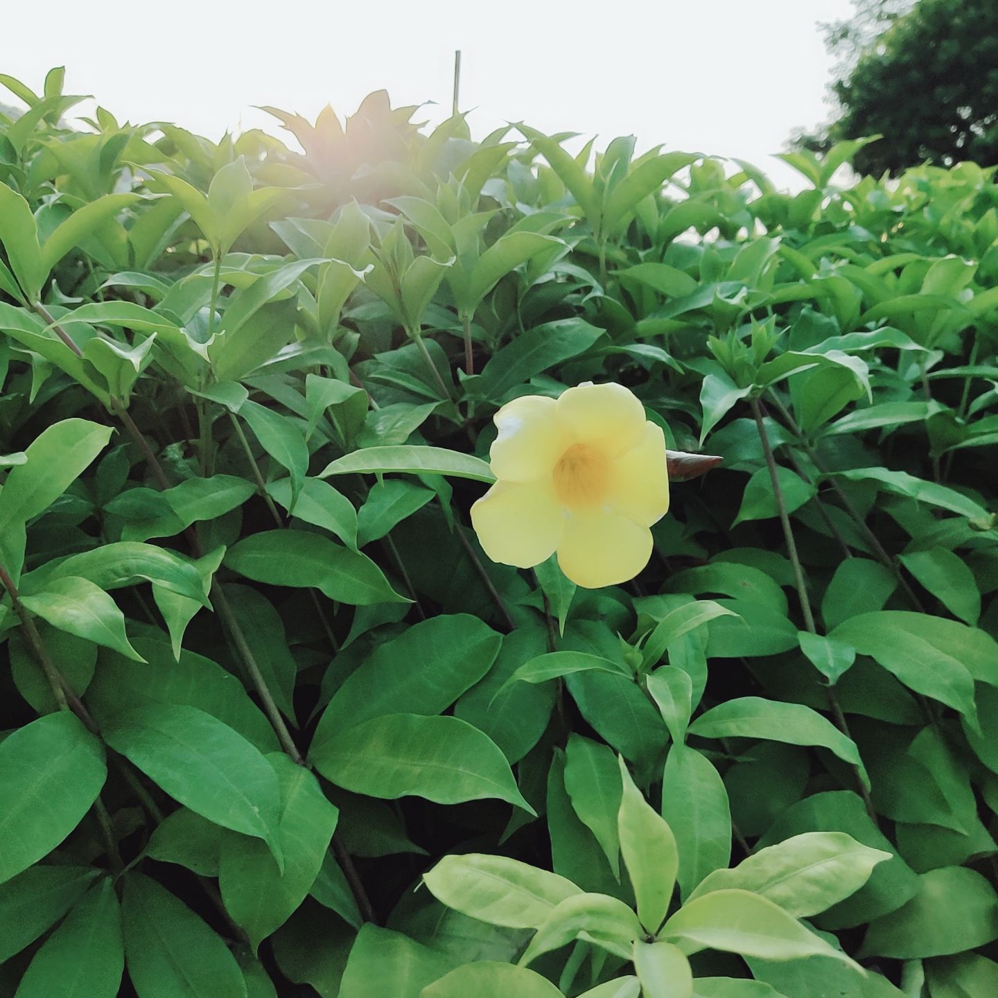  软枝黄蝉 硬枝黄蝉
