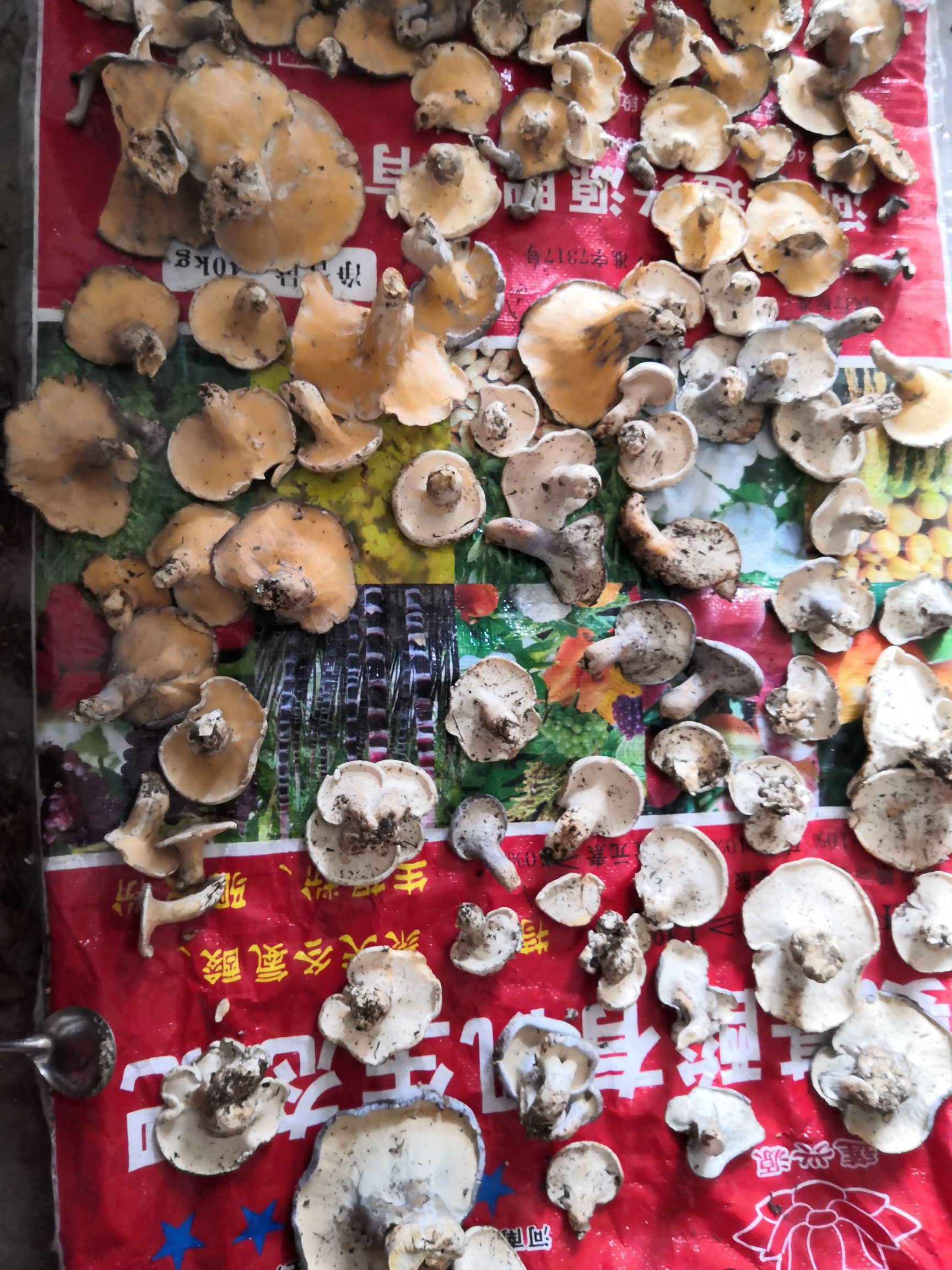  剥皮菇干230一斤