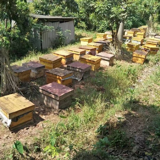 隆昌市中华蜜蜂   中蜂蜜蜂出售
