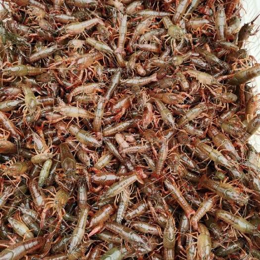 洪湖市优质虾苗，质量有保证，专业恒温冷藏车运输