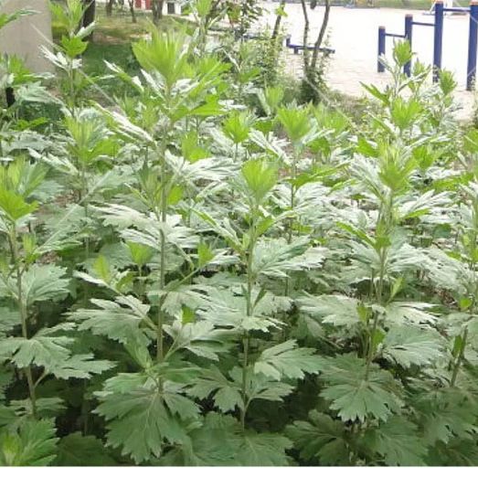  艾草种子四季种植食用艾种籽香艾草驱蚊虫易种易活香草植物。