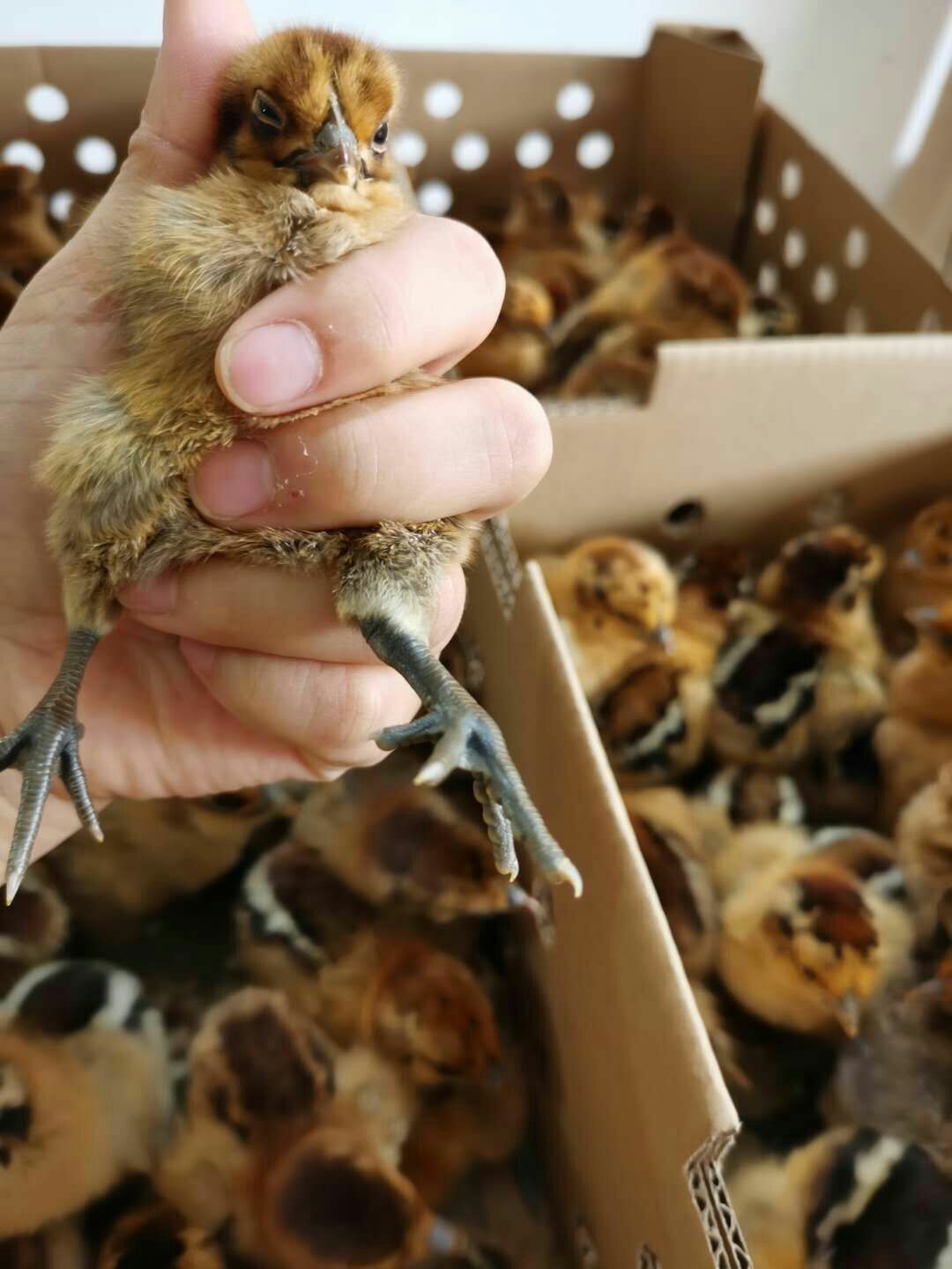 乌骨鸡苗  快大型麻羽乌鸡苗  质量可靠  包打出壳疫苗 诚