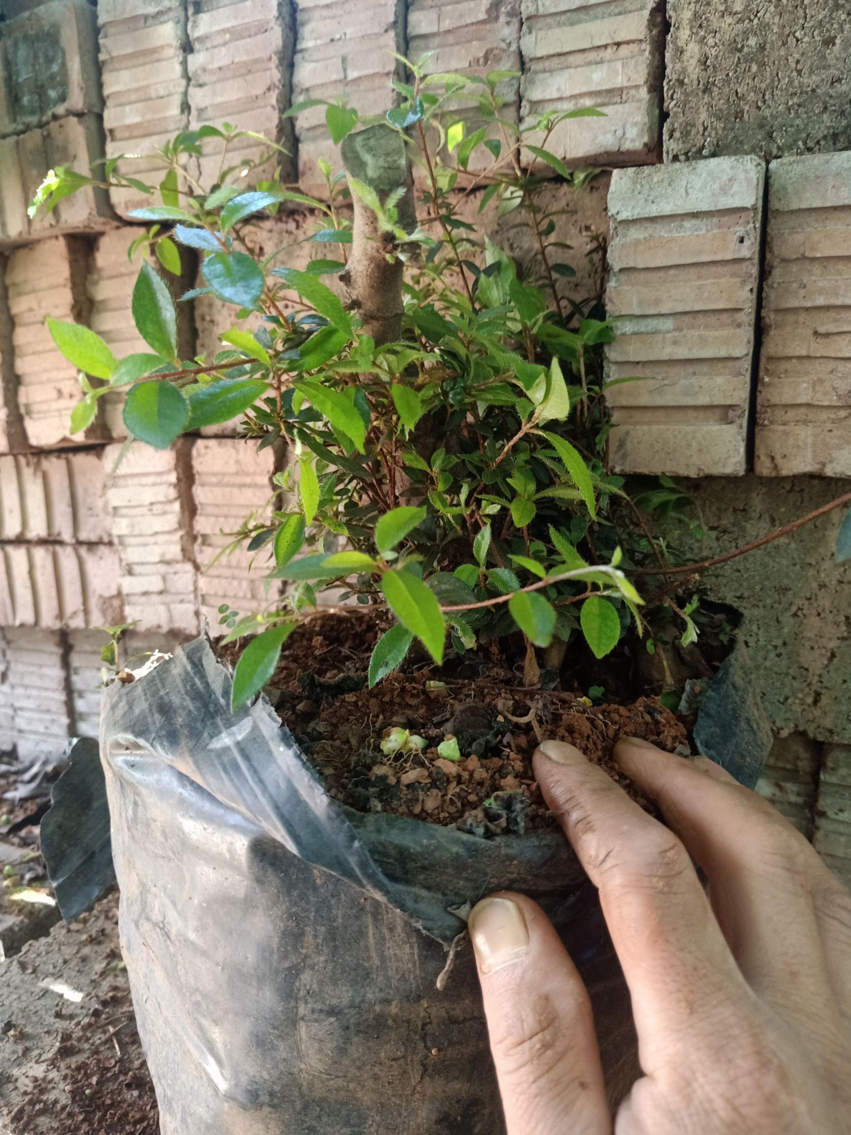  映山红紫色花
