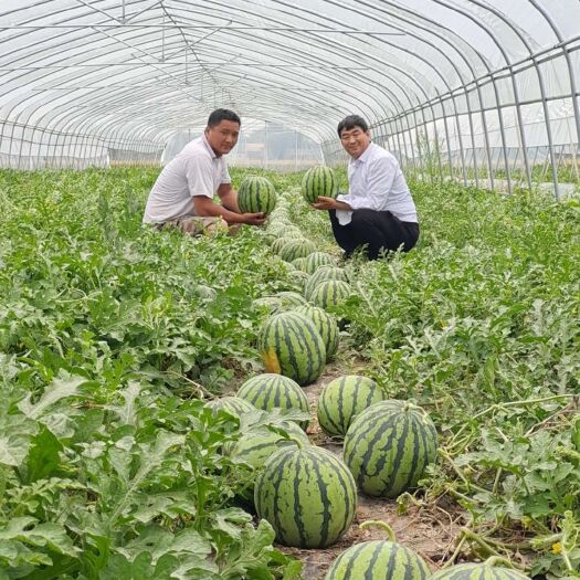 扶沟县麒麟西瓜 6斤打底 9成熟 1茬