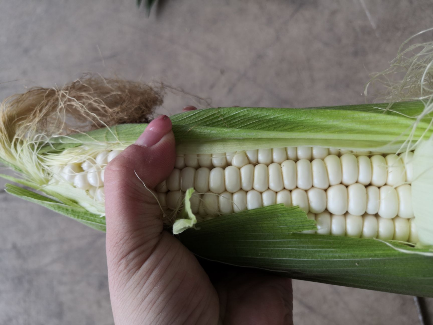 万糯2000玉米 万糯2000